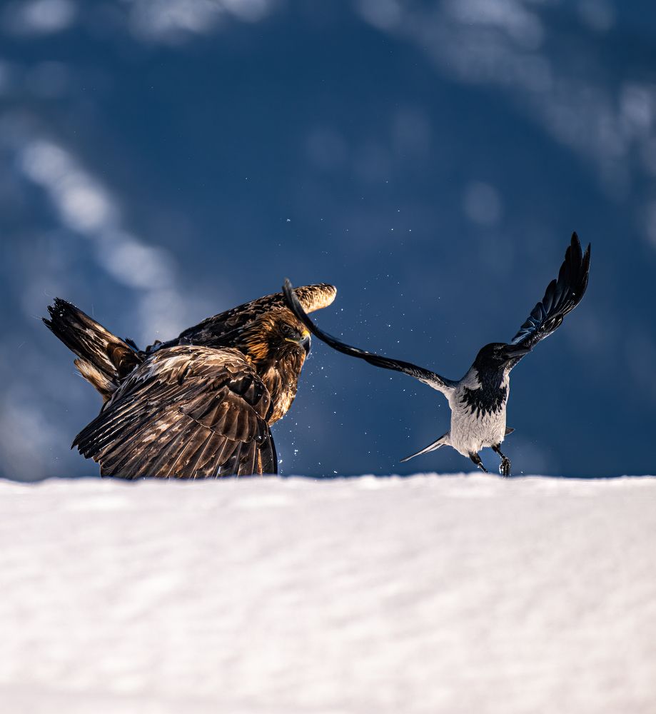 Photograph by Marius Karlsson