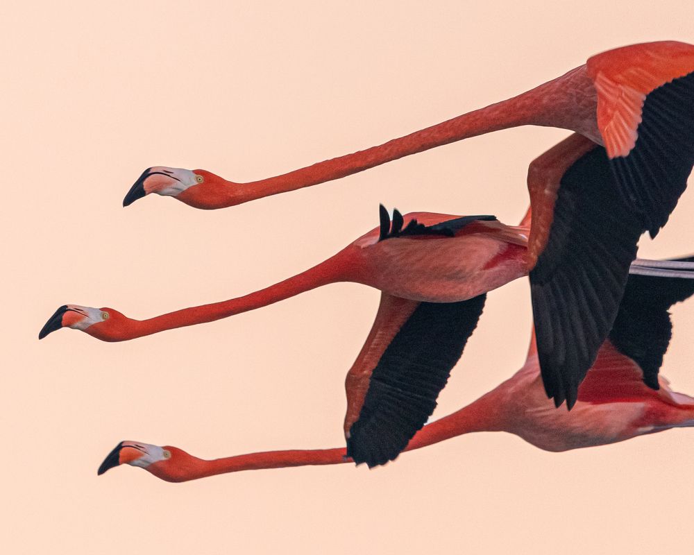 Photograph by Rondel Smith