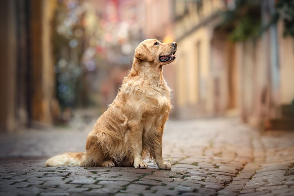 Photograph by Laura Quintanel