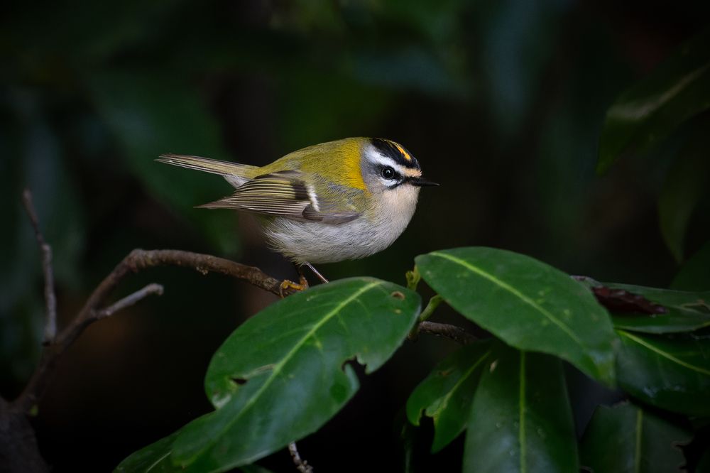 Красноголовый королёк