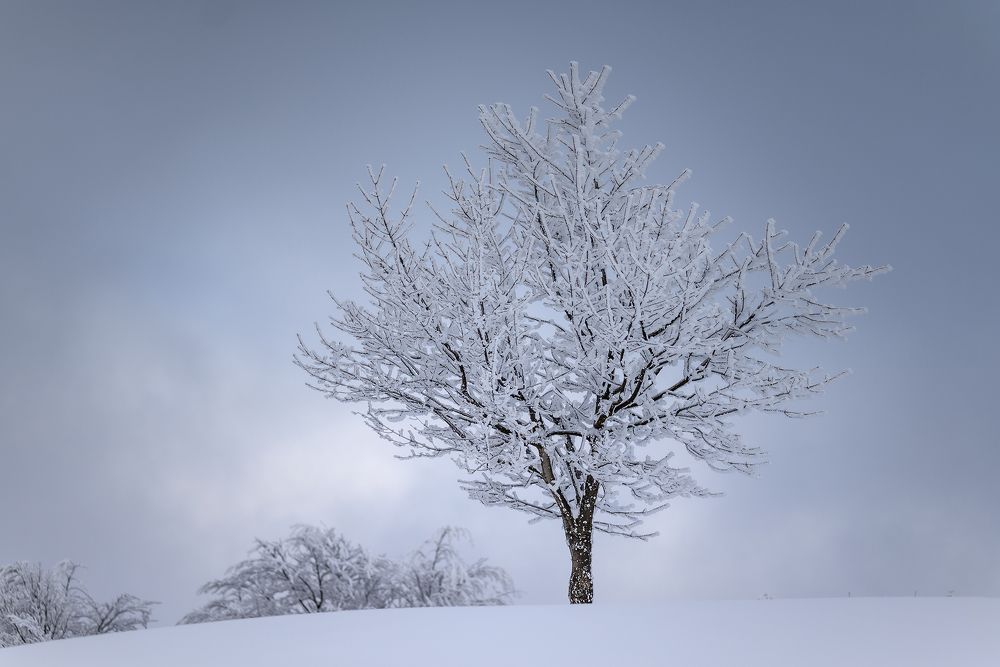 Photograph by Plamen Petkov