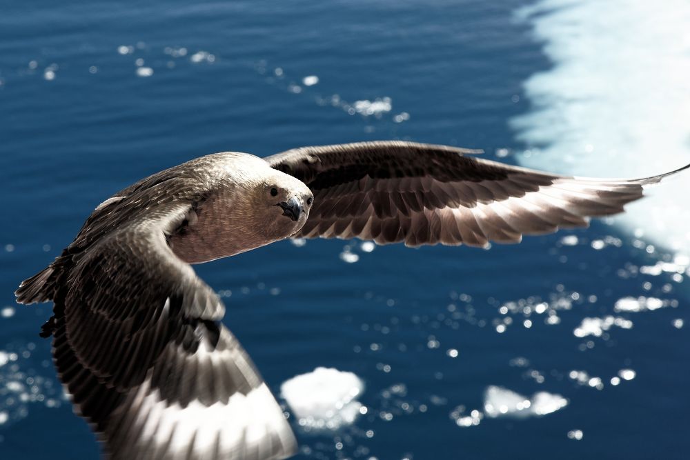 Взгляд поморника