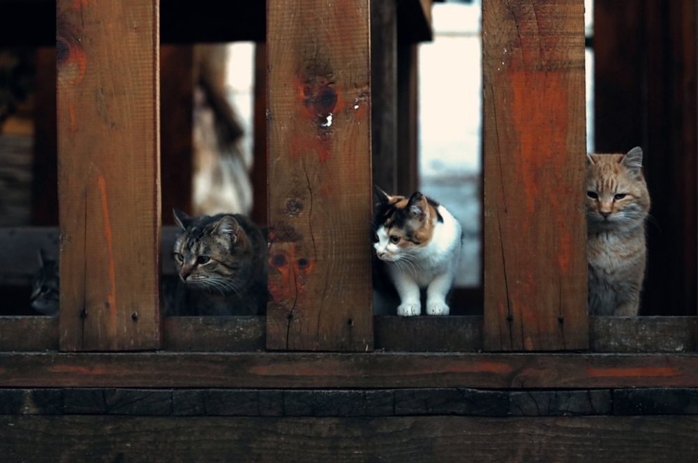 Photograph by Татьяна Полоцкая