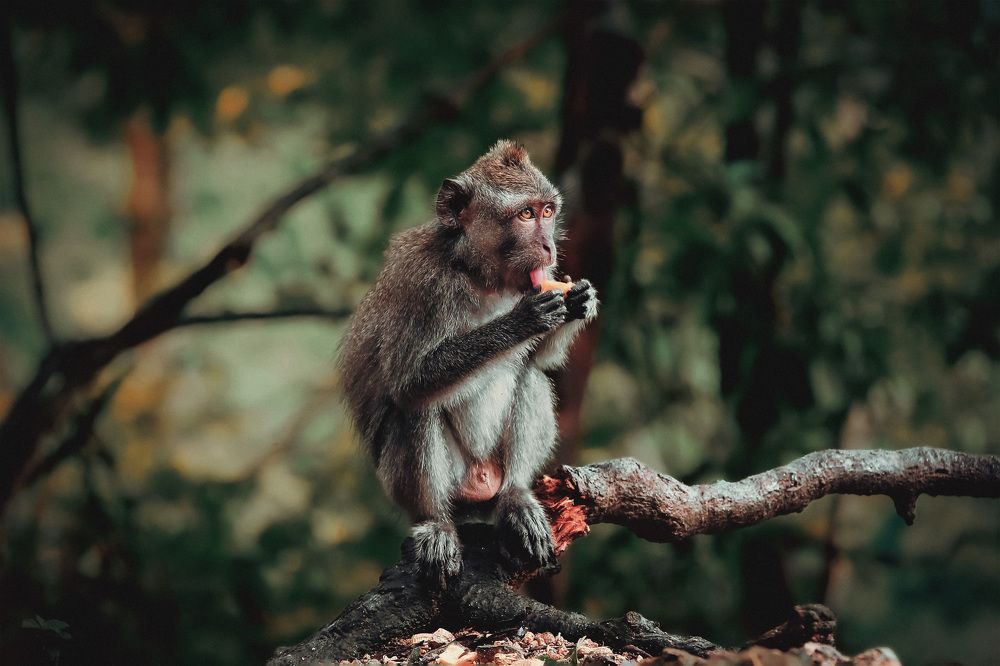 Фотография автора Moto Ambar