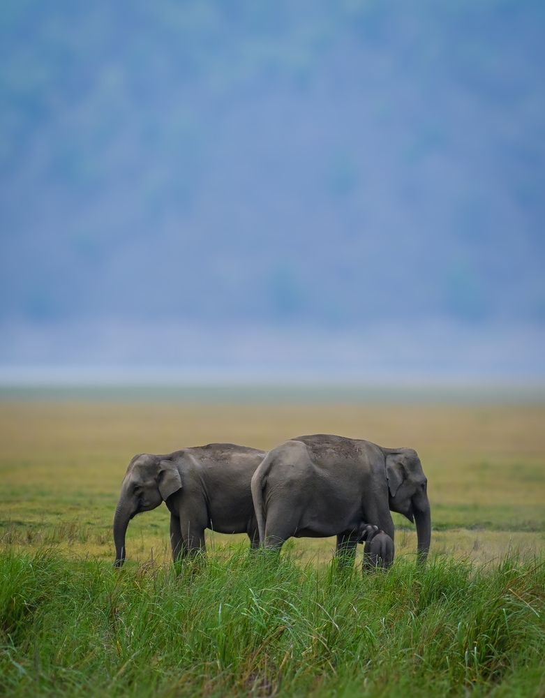 Photograph by Joydeep Pal