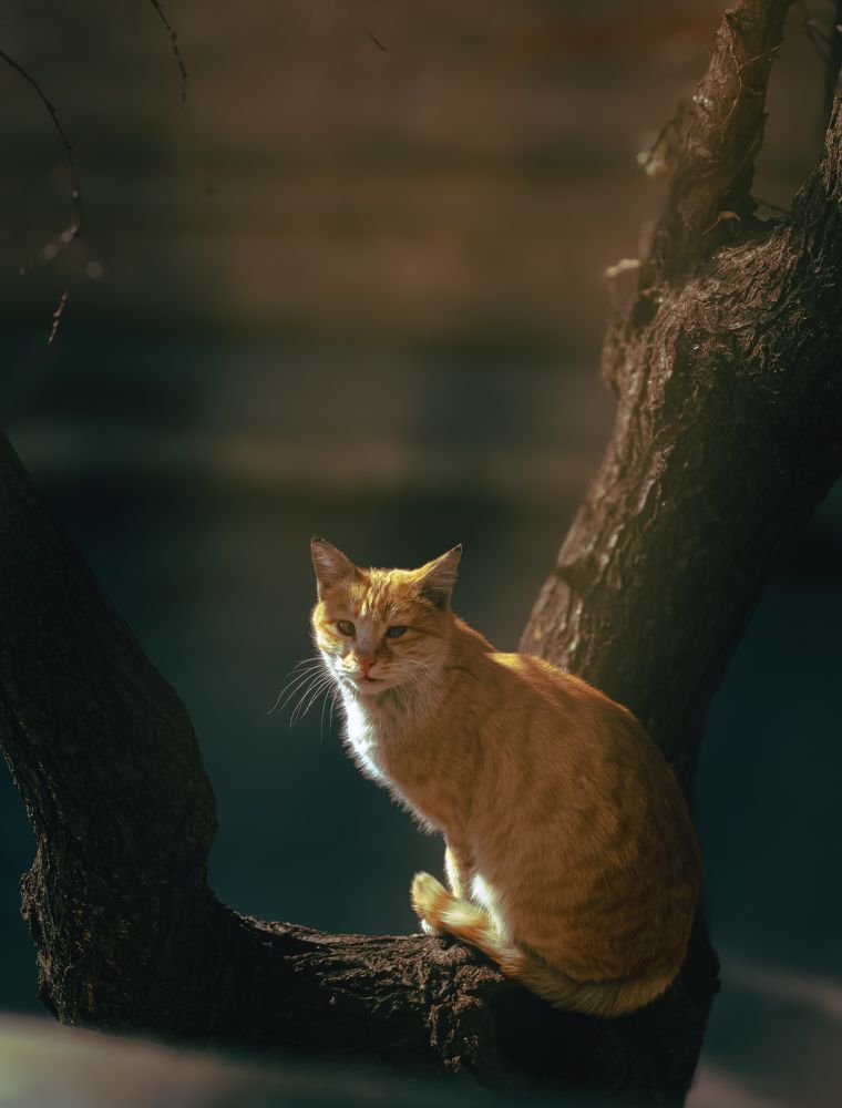 Photograph by Hani Niksyar