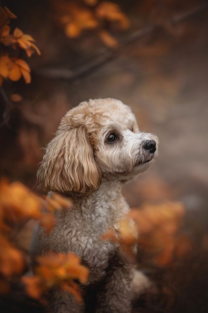 Photograph by Людмила Богуш