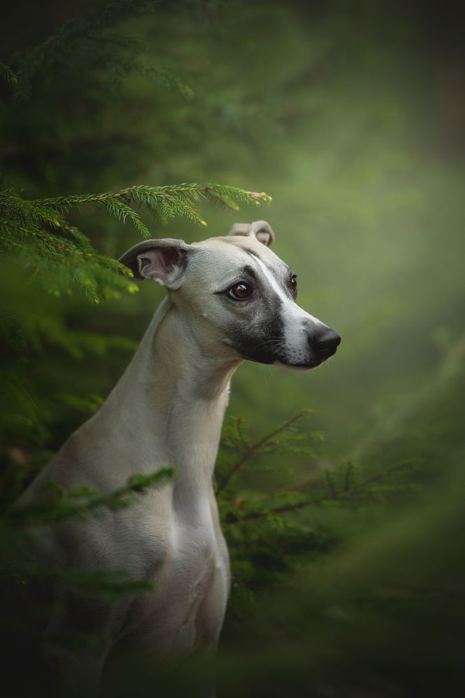 Photograph by Людмила Богуш