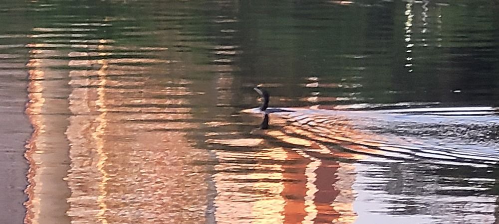 Photograph by Gilson Marcos Ferreira de OLIVEIRA