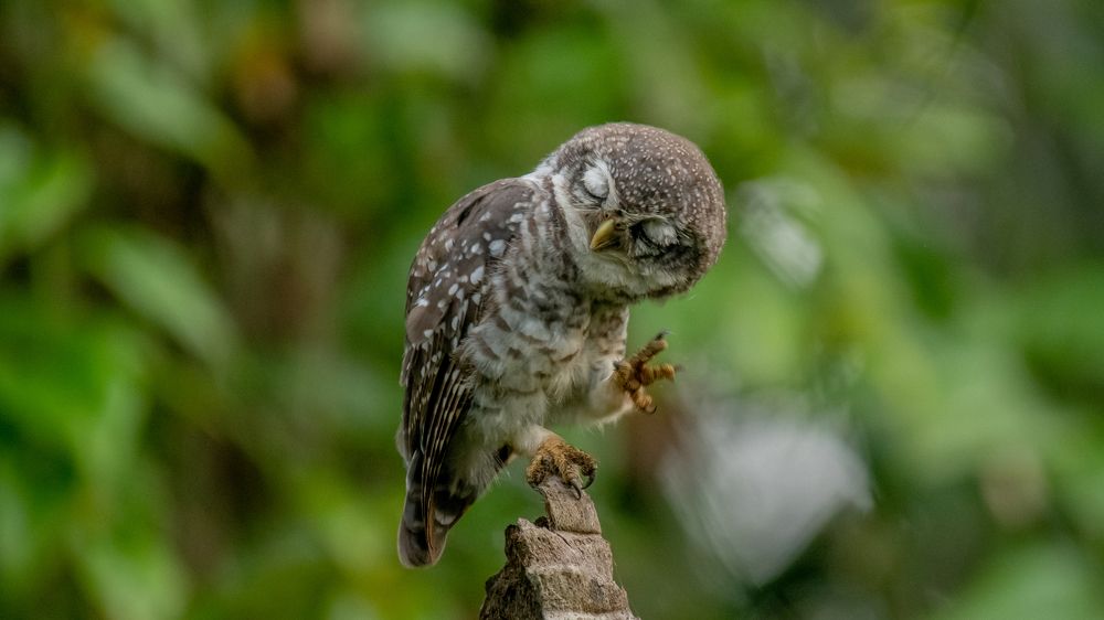 Photograph by Faisal Fasaludeen