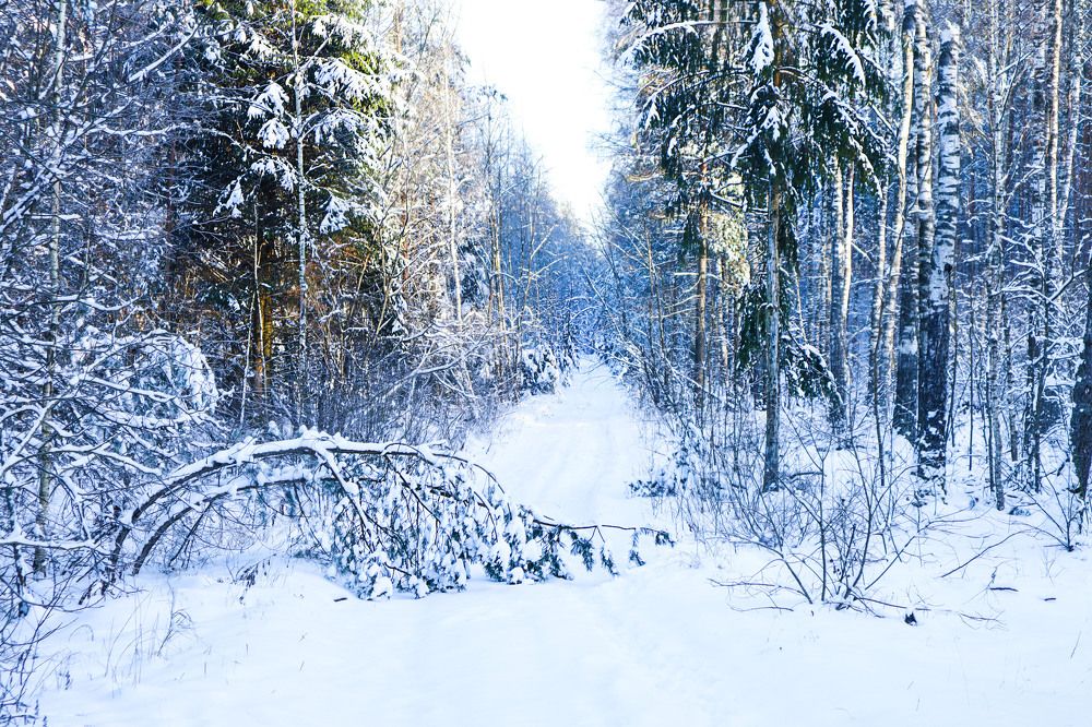 Photograph by Мария Самолевич