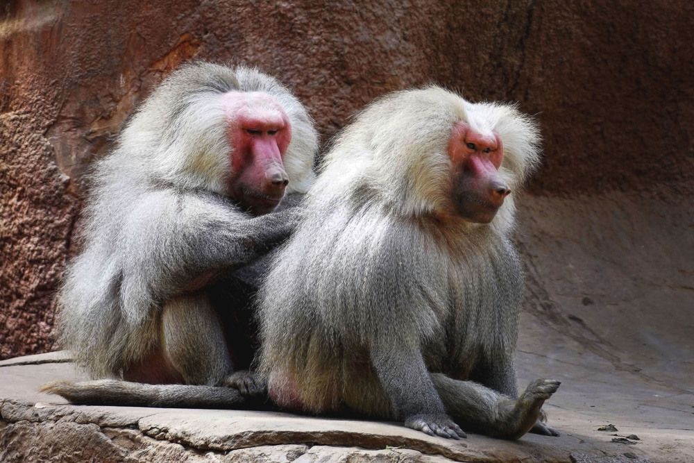 Photograph by Raed Victor Saad