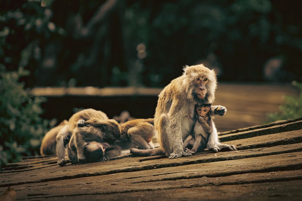 Фотография автора Moto Ambar