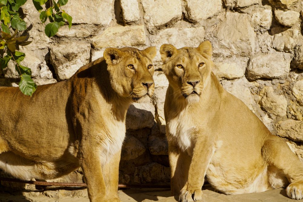 Фотография автора Viktoriya Kim