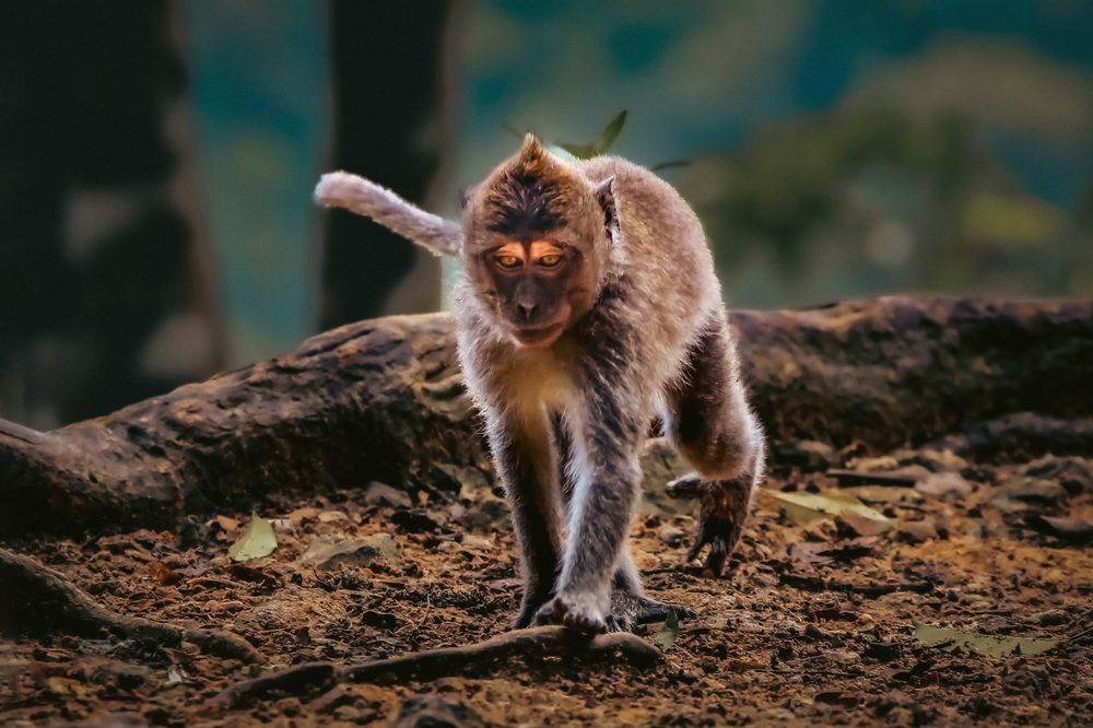 Photograph by Moto Ambar