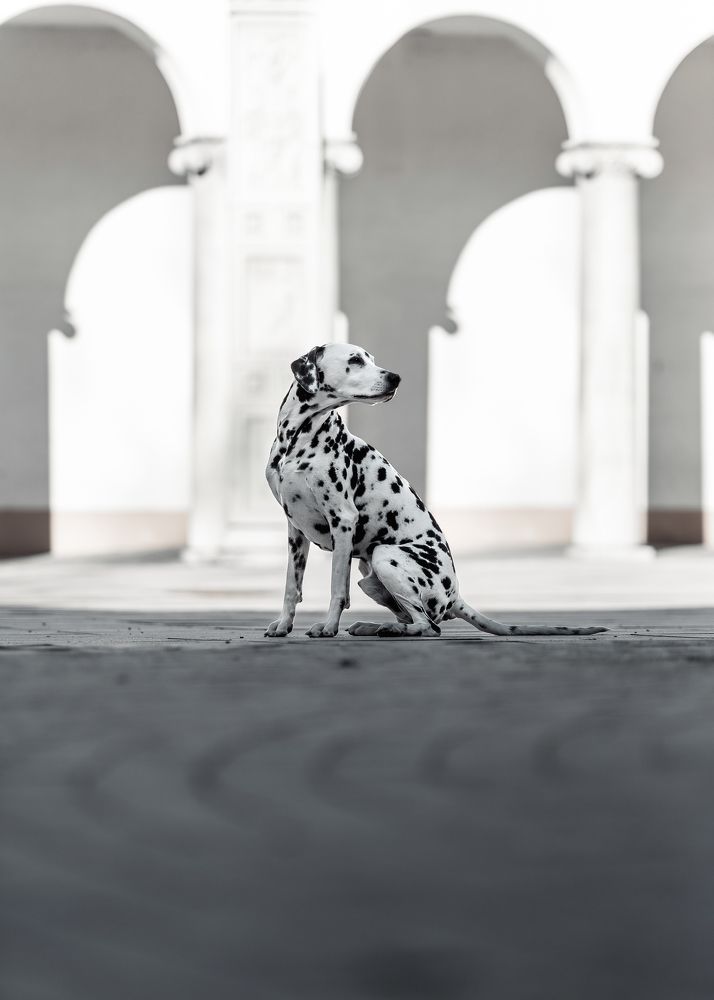 Photograph by Tamás Horváth