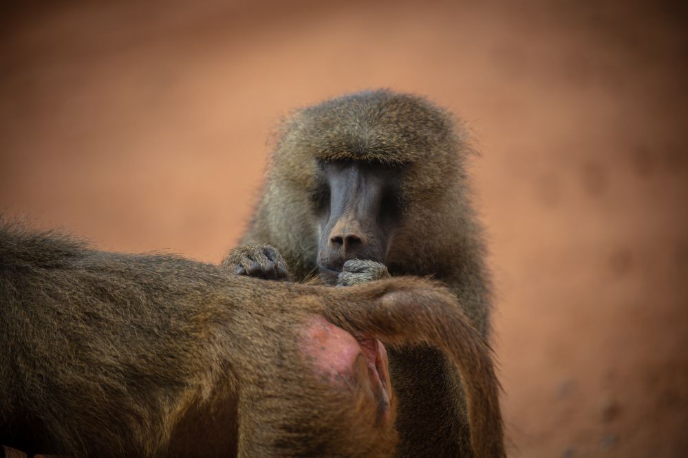 Photograph by SOUFIANE EL KADAOUI