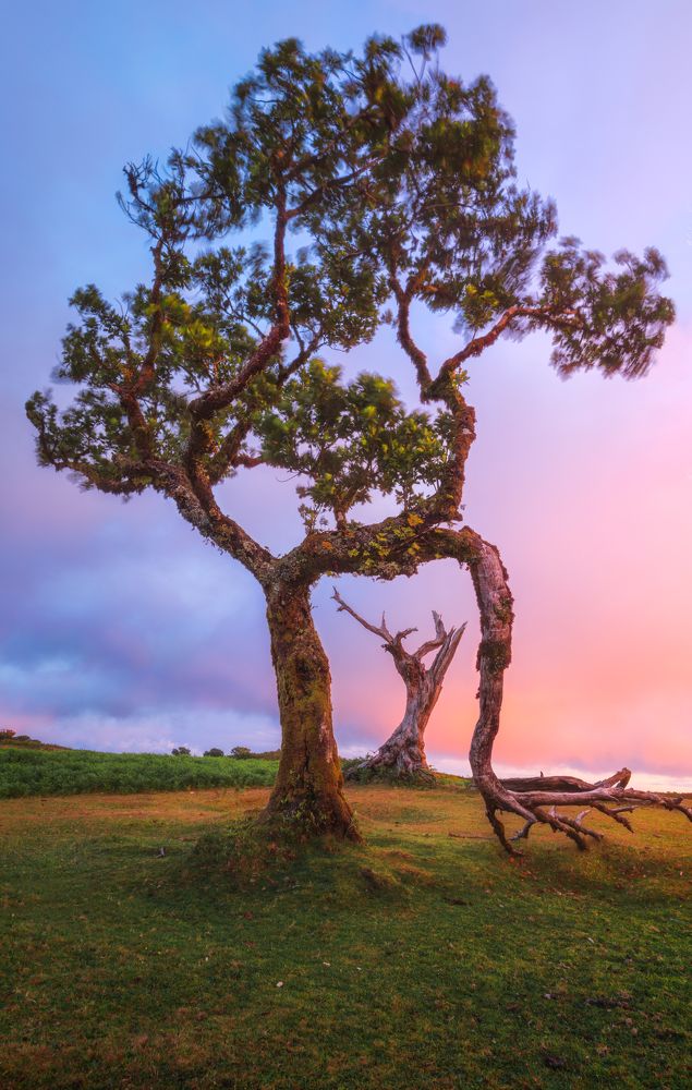 Photograph by Lara Iris