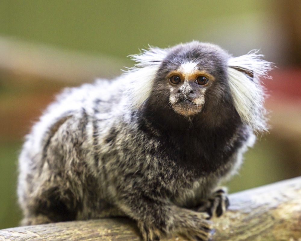 Фотография автора Clement Roy