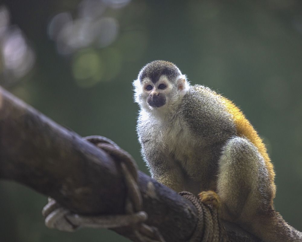 Фотография автора Clement Roy