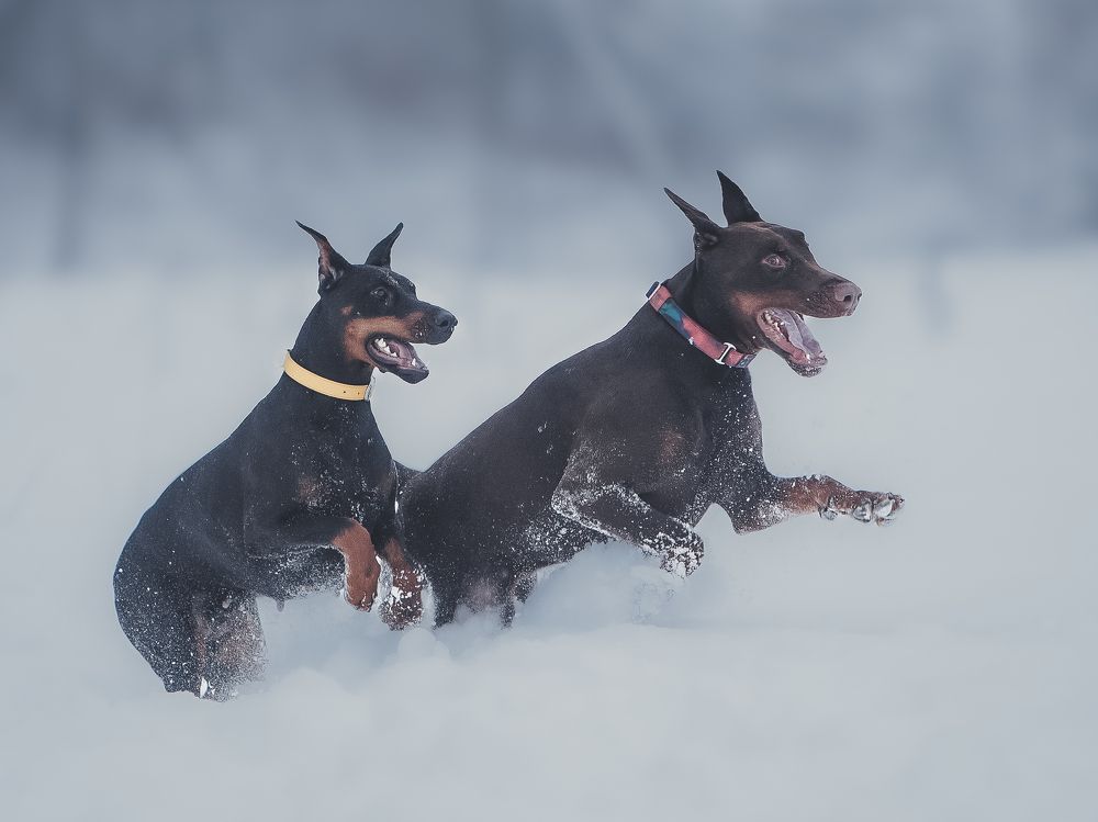 Photograph by Мария Клещенко