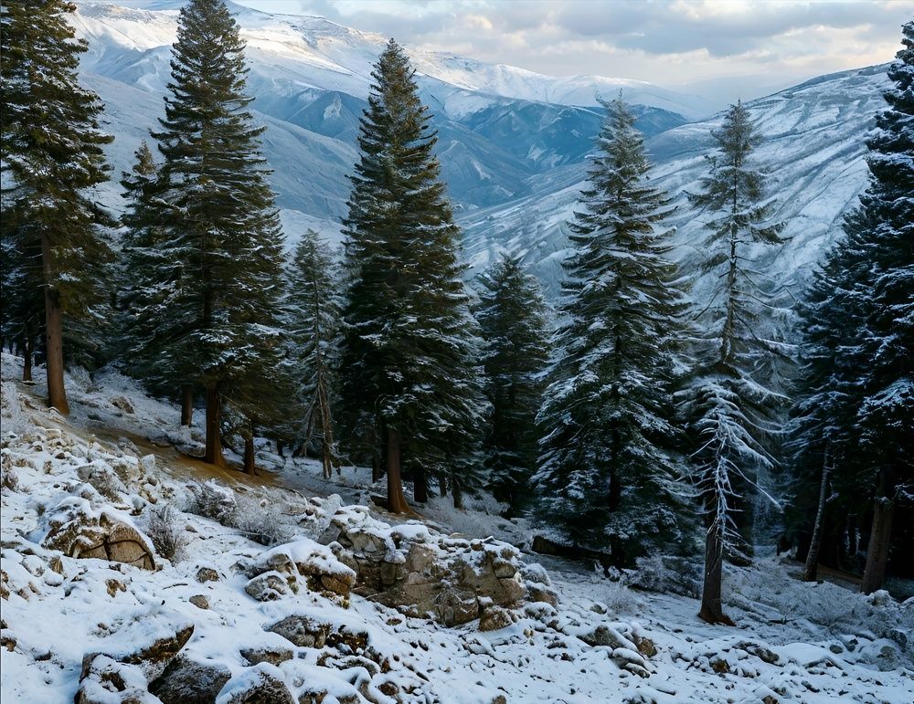 Кедры. Заповедная роща "The Cedars", Ливан