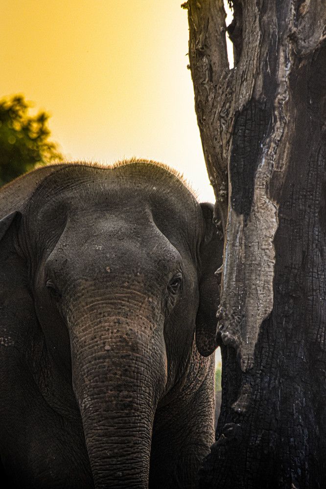 Photograph by Anantharajha Manoj