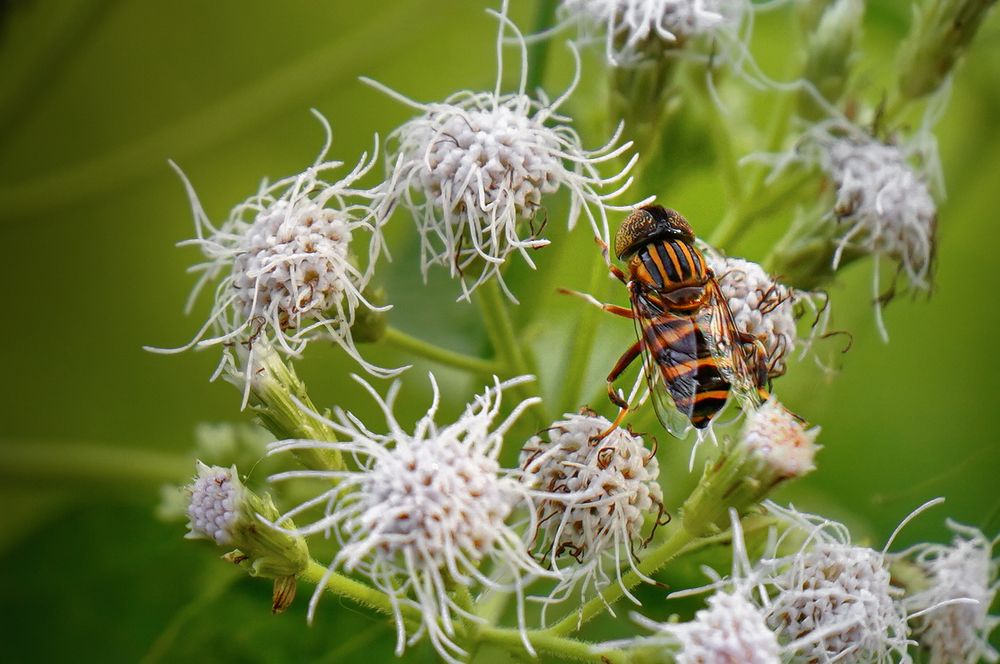 Photograph by Anantharajha Manoj