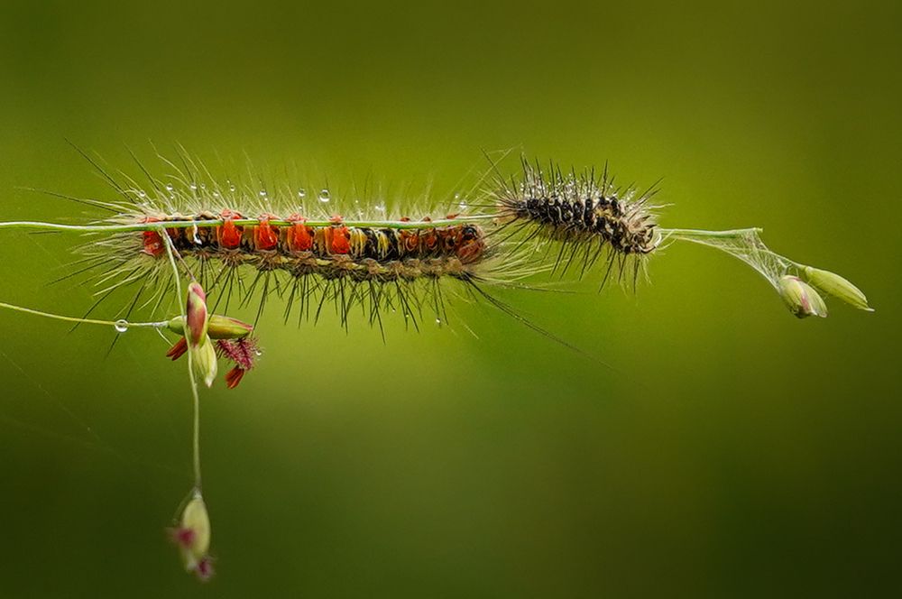 Photograph by Anantharajha Manoj
