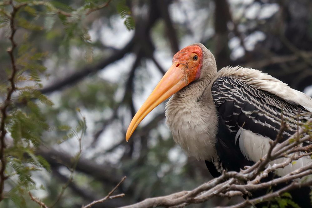 painted stork