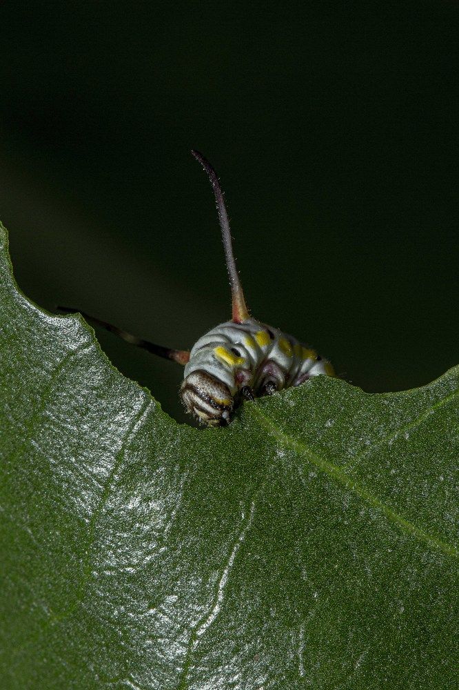 Photograph by Anantharajha Manoj