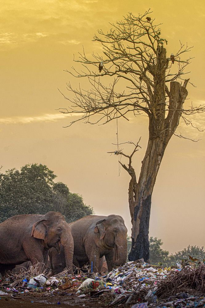 Photograph by Anantharajha Manoj