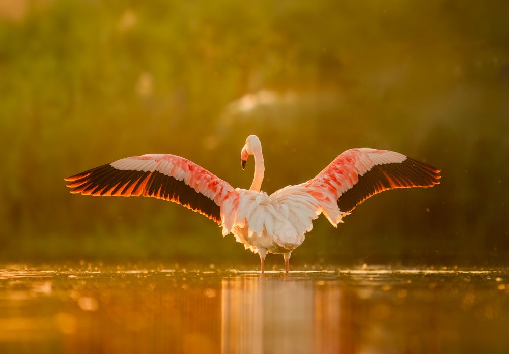 Фотография автора sajin mohan