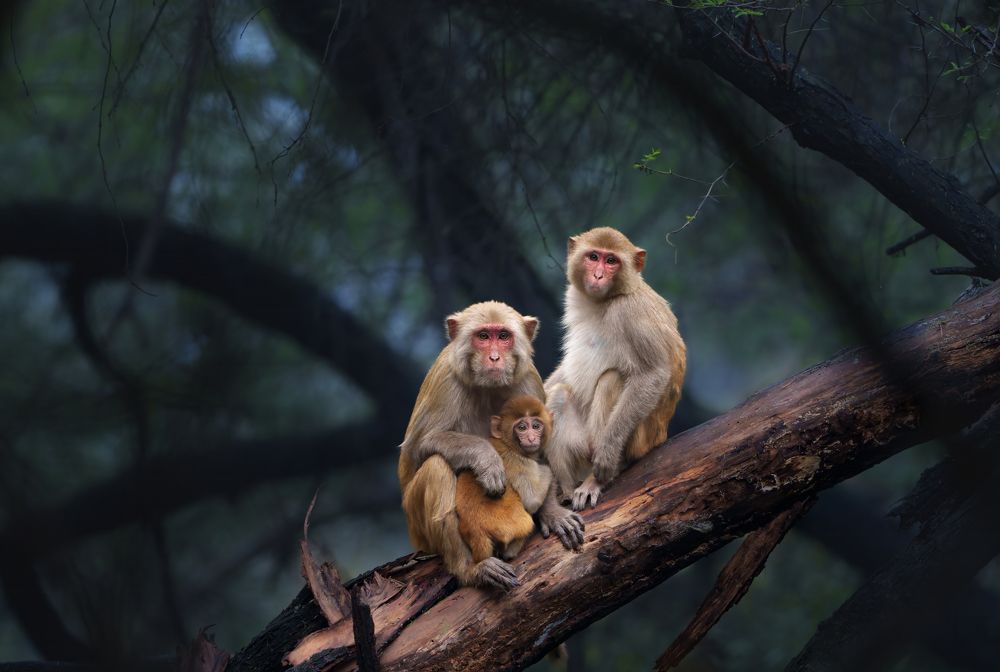 Photograph by Anand R J