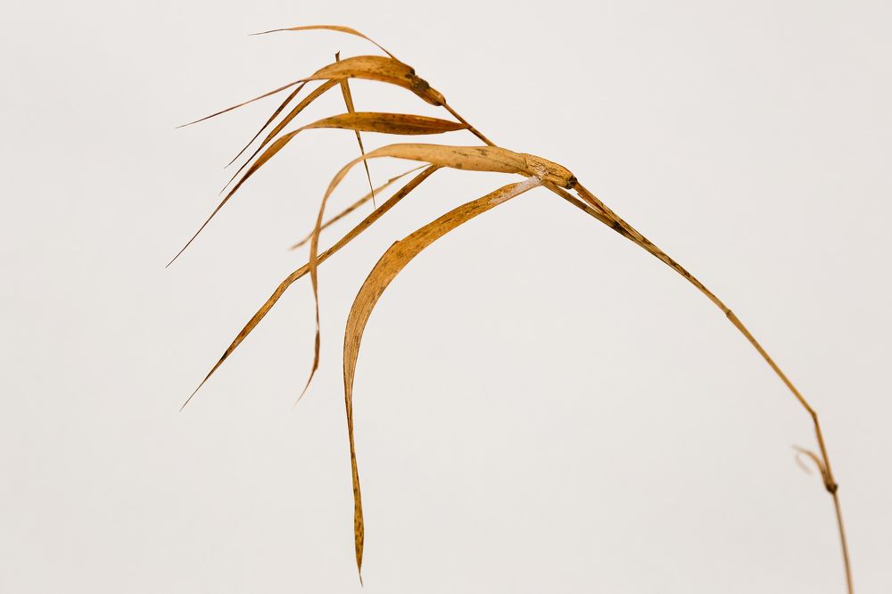 Photograph by Наталья Колеватова