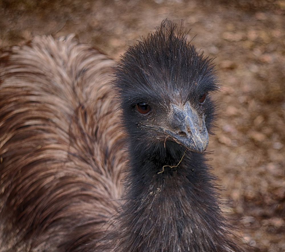 Фотография автора Füleki Elvíra