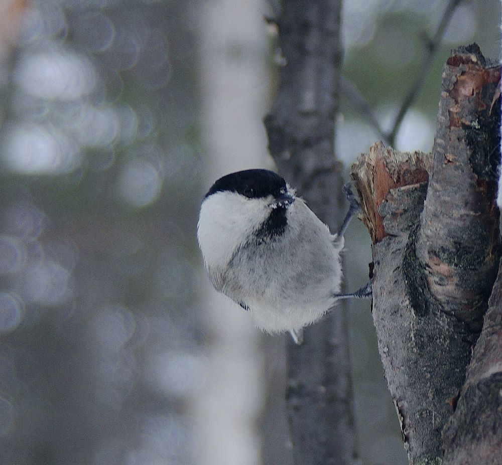 Буроголовая гаечка....