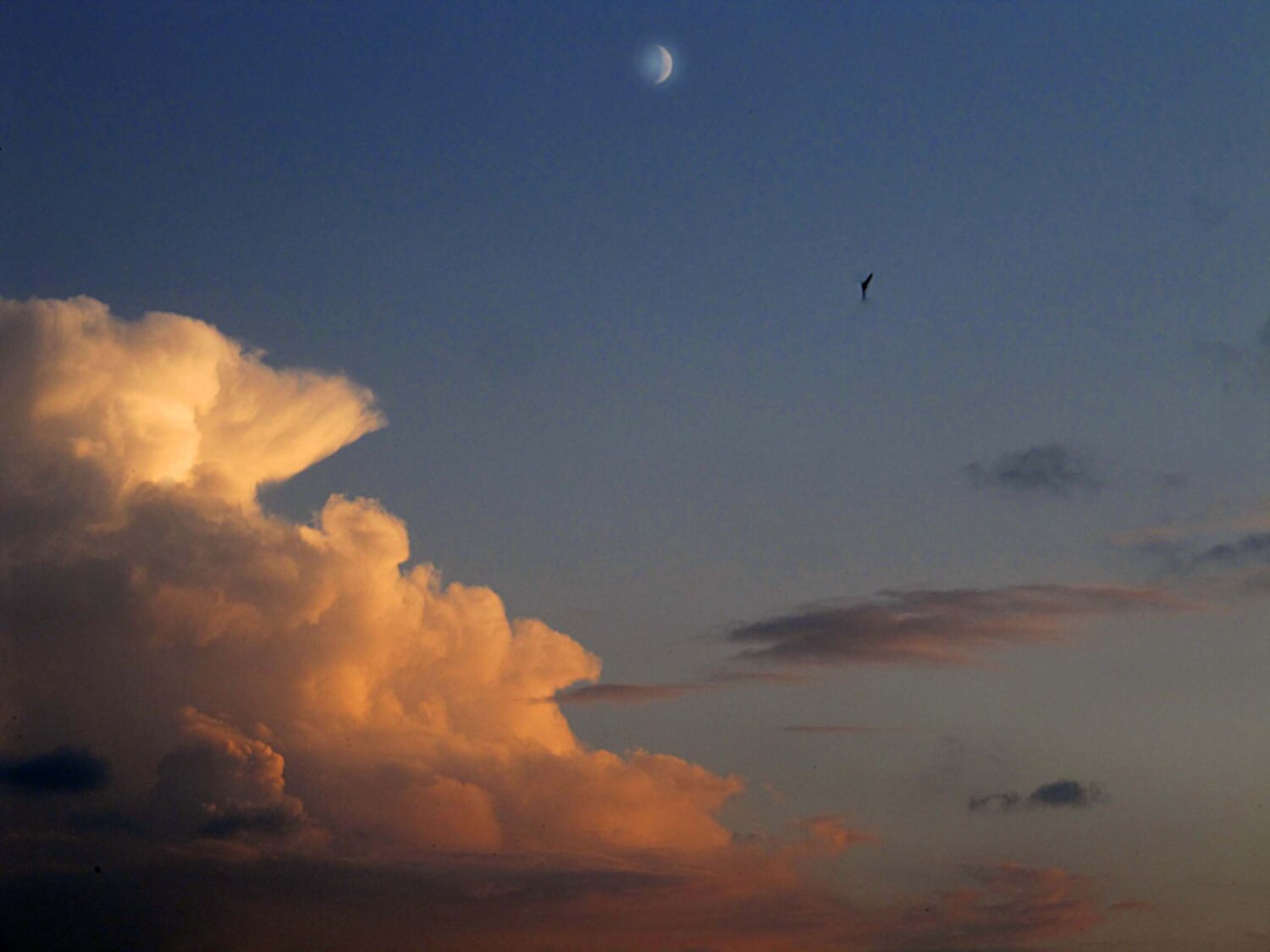 Photo #1175086
