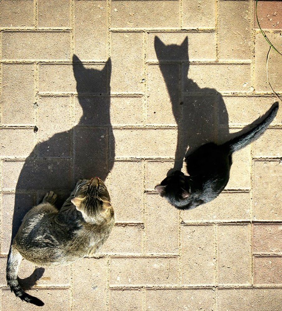 А у нас во дворе