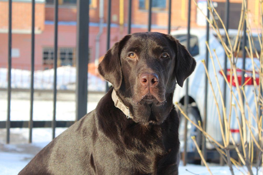 Лабрадор - Элька