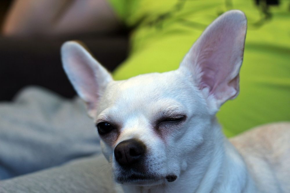 Голосуй за меня