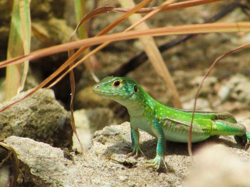 Calango da Amazônia