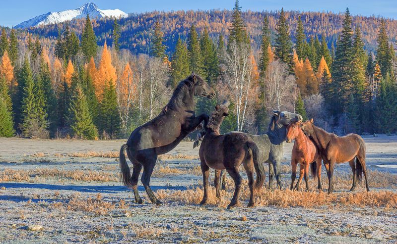 Anatoli Irgl, Russia