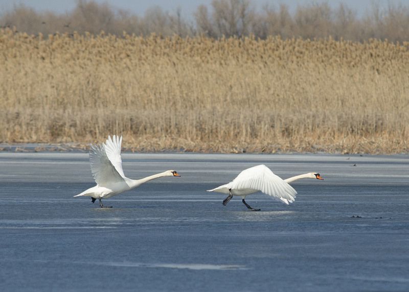 Kashin Alexey, Russia