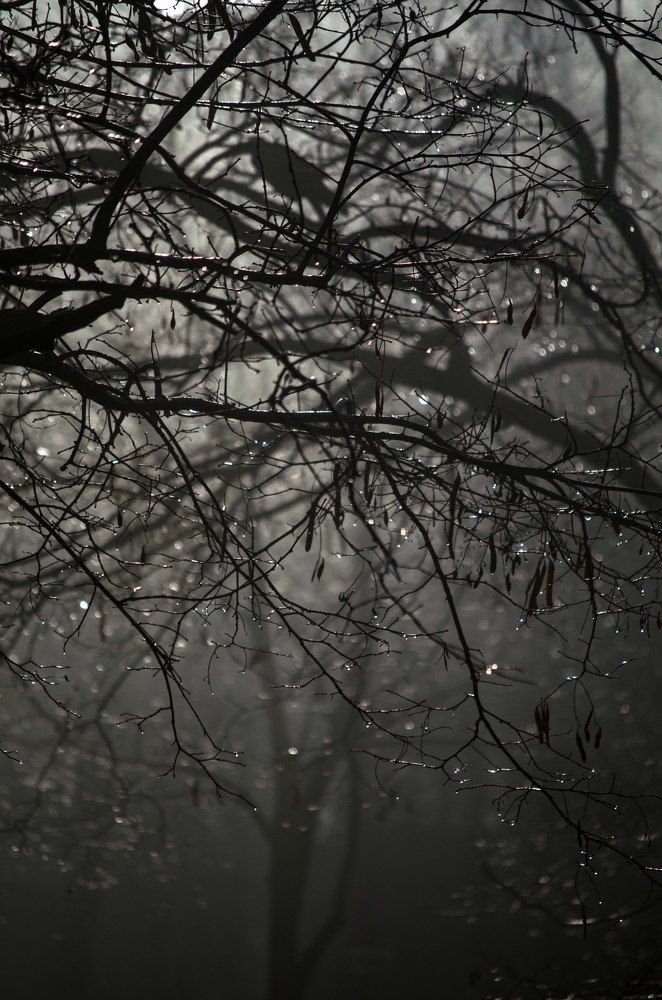 Туманное утро