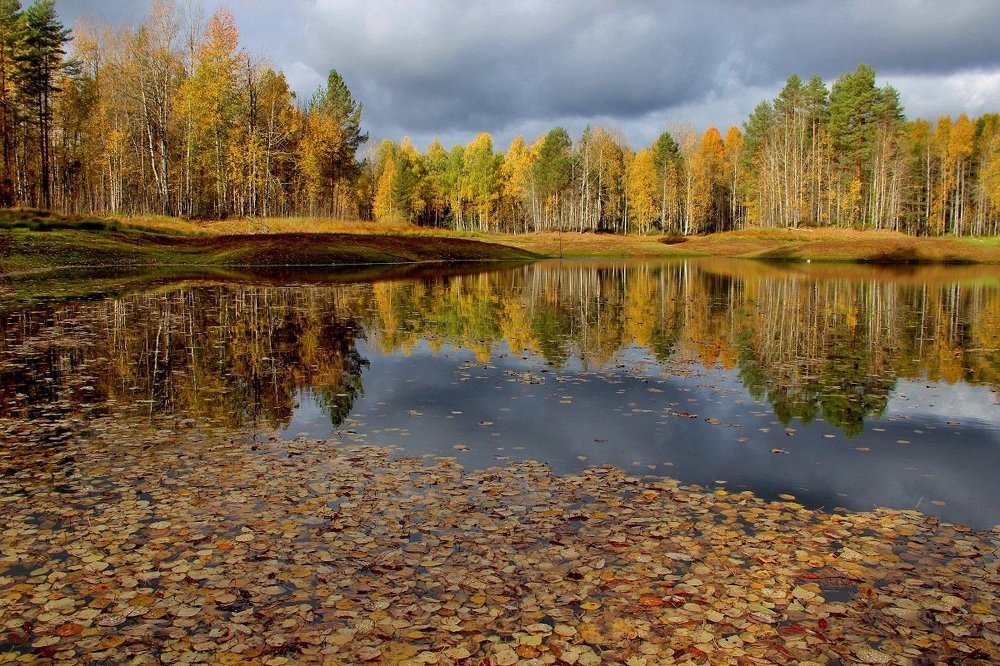 Опавшие листья, я с вами грущу...