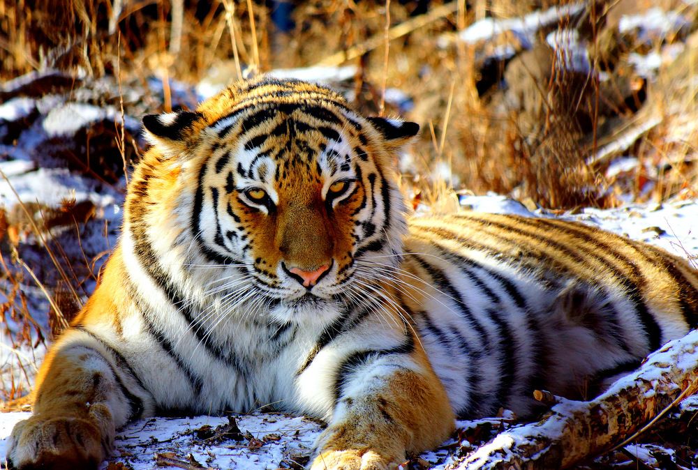 Хозяйка тайги.