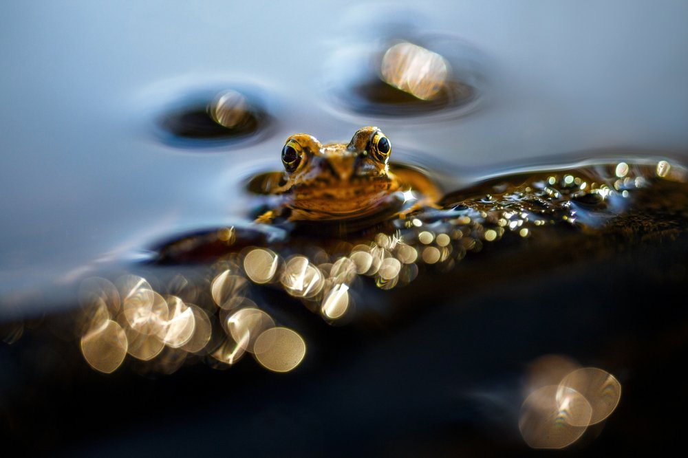 Golden frog