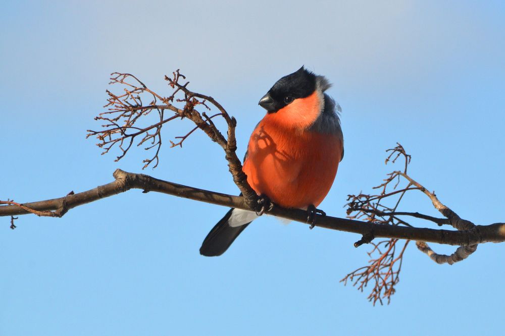 Весенний снегирь