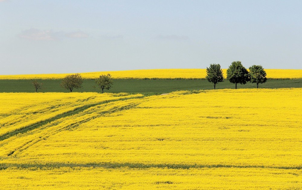 Солнечное поле